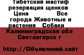 Тибетский мастиф резервация щенков › Цена ­ 100 000 - Все города Животные и растения » Собаки   . Калининградская обл.,Светлогорск г.